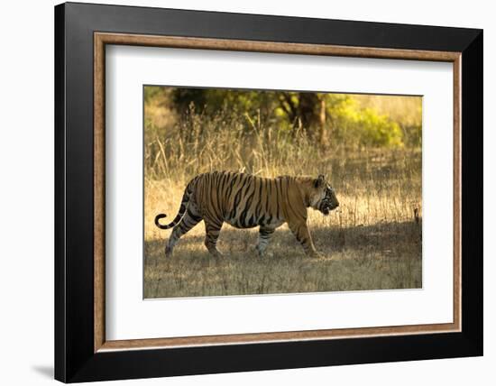 Tiger (Panthera Tigris Tigris), Male Portrait, Bandhavgarh, India, February 2013-Danny Green-Framed Photographic Print