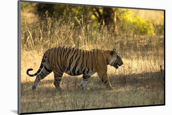 Tiger (Panthera Tigris Tigris), Male Portrait, Bandhavgarh, India, February 2013-Danny Green-Mounted Photographic Print