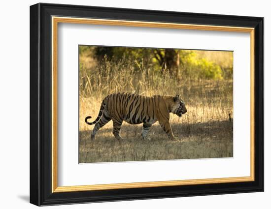 Tiger (Panthera Tigris Tigris), Male Portrait, Bandhavgarh, India, February 2013-Danny Green-Framed Photographic Print