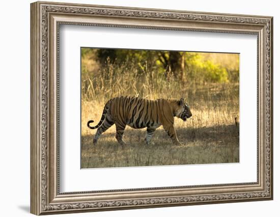 Tiger (Panthera Tigris Tigris), Male Portrait, Bandhavgarh, India, February 2013-Danny Green-Framed Premium Photographic Print