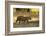 Tiger (Panthera Tigris Tigris), Male Portrait, Bandhavgarh, India, February 2013-Danny Green-Framed Premium Photographic Print