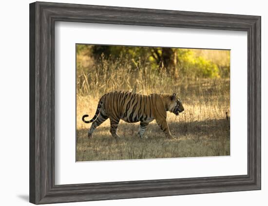 Tiger (Panthera Tigris Tigris), Male Portrait, Bandhavgarh, India, February 2013-Danny Green-Framed Premium Photographic Print