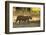 Tiger (Panthera Tigris Tigris), Male Portrait, Bandhavgarh, India, February 2013-Danny Green-Framed Premium Photographic Print