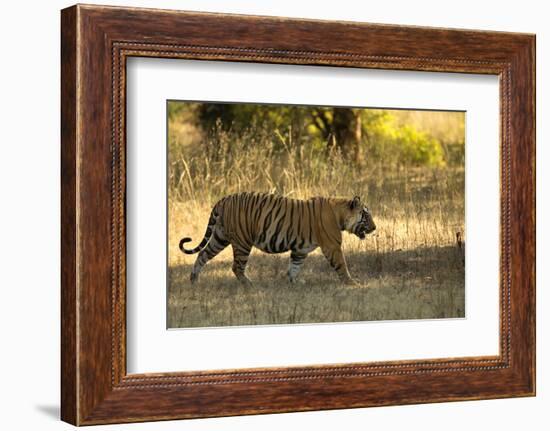 Tiger (Panthera Tigris Tigris), Male Portrait, Bandhavgarh, India, February 2013-Danny Green-Framed Premium Photographic Print