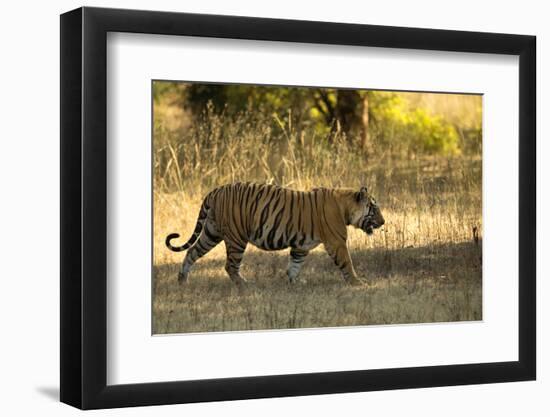 Tiger (Panthera Tigris Tigris), Male Portrait, Bandhavgarh, India, February 2013-Danny Green-Framed Premium Photographic Print