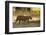 Tiger (Panthera Tigris Tigris), Male Portrait, Bandhavgarh, India, February 2013-Danny Green-Framed Premium Photographic Print