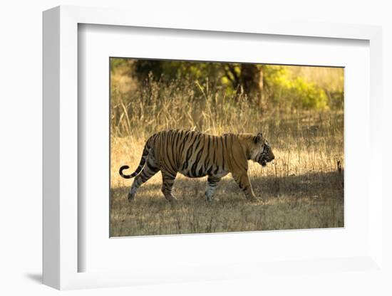 Tiger (Panthera Tigris Tigris), Male Portrait, Bandhavgarh, India, February 2013-Danny Green-Framed Premium Photographic Print