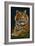 Tiger - Paper Mosaic-Lantern Press-Framed Art Print