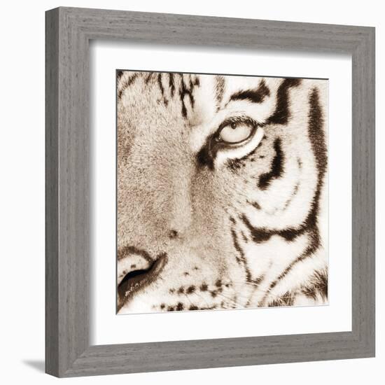 Tiger Pattern-Frank & Susann Parker-Framed Art Print