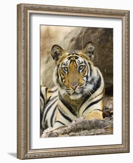 Tiger Portrait Bandhavgarh National Park, India 2007-Tony Heald-Framed Photographic Print