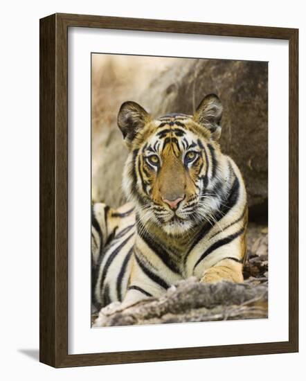 Tiger Portrait Bandhavgarh National Park, India 2007-Tony Heald-Framed Photographic Print