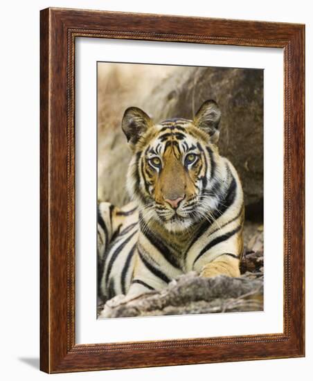 Tiger Portrait Bandhavgarh National Park, India 2007-Tony Heald-Framed Photographic Print