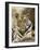 Tiger Portrait Bandhavgarh National Park, India 2007-Tony Heald-Framed Photographic Print