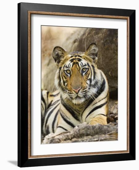 Tiger Portrait Bandhavgarh National Park, India 2007-Tony Heald-Framed Photographic Print