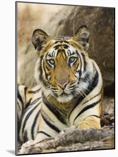 Tiger Portrait Bandhavgarh National Park, India 2007-Tony Heald-Mounted Photographic Print