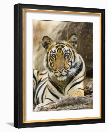 Tiger Portrait Bandhavgarh National Park, India 2007-Tony Heald-Framed Photographic Print