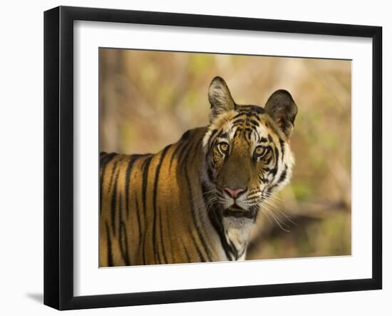 Tiger Portrait, Bandhavgarh National Park, India-Tony Heald-Framed Photographic Print