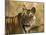 Tiger Portrait, Bandhavgarh National Park, India-Tony Heald-Mounted Photographic Print