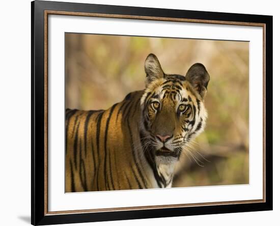 Tiger Portrait, Bandhavgarh National Park, India-Tony Heald-Framed Photographic Print