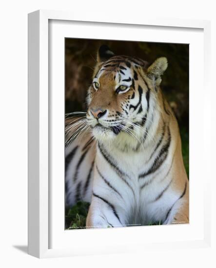 Tiger Portrait Full Bleed-Martin Fowkes-Framed Giclee Print