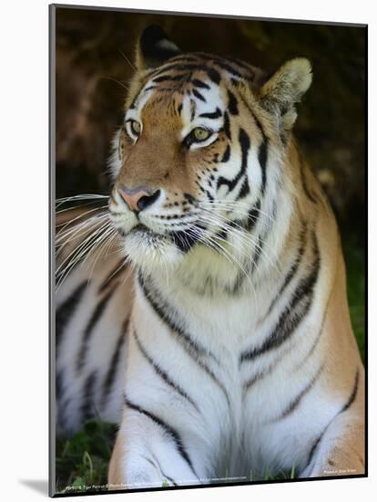 Tiger Portrait Full Bleed-Martin Fowkes-Mounted Giclee Print