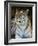 Tiger Portrait Full Bleed-Martin Fowkes-Framed Giclee Print