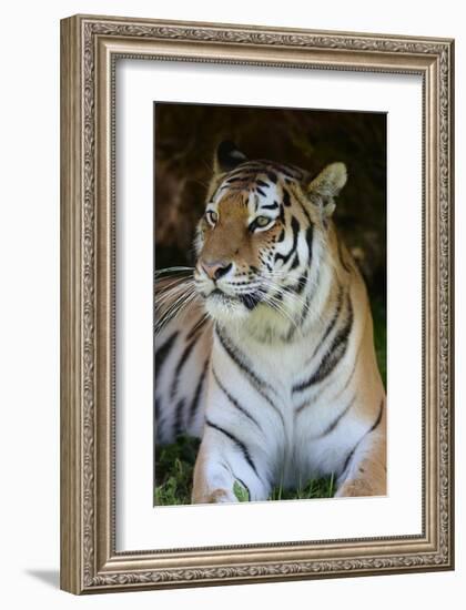 Tiger Portrait-Martin Fowkes-Framed Giclee Print