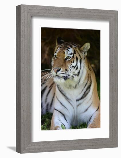 Tiger Portrait-Martin Fowkes-Framed Giclee Print