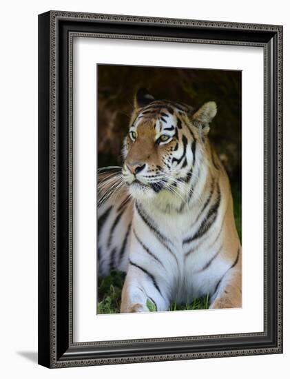 Tiger Portrait-Martin Fowkes-Framed Giclee Print