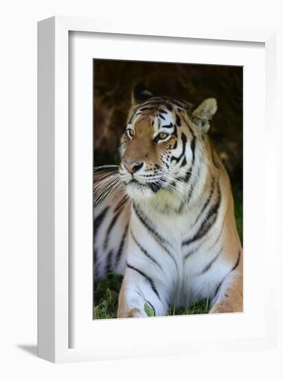 Tiger Portrait-Martin Fowkes-Framed Giclee Print