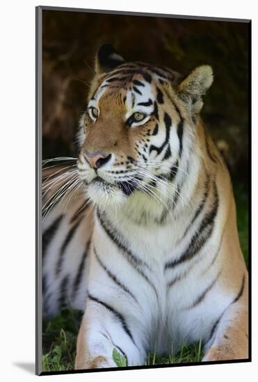 Tiger Portrait-Martin Fowkes-Mounted Giclee Print