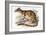 Tiger Quoll-John Gould-Framed Giclee Print