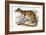 Tiger Quoll-John Gould-Framed Giclee Print