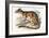 Tiger Quoll-John Gould-Framed Giclee Print