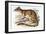 Tiger Quoll-John Gould-Framed Giclee Print