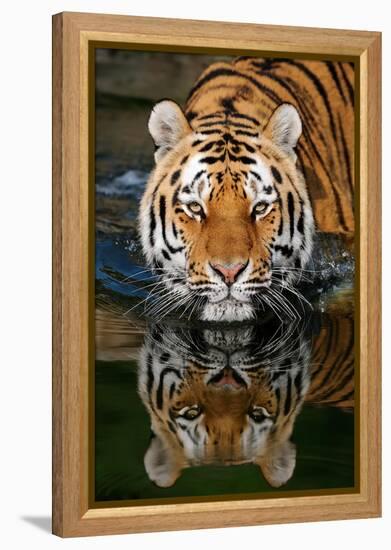 Tiger Reflection-Lantern Press-Framed Stretched Canvas