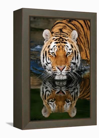 Tiger Reflection-Lantern Press-Framed Stretched Canvas