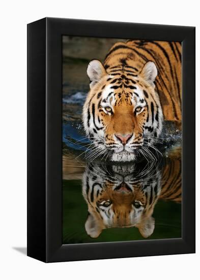 Tiger Reflection-Lantern Press-Framed Stretched Canvas