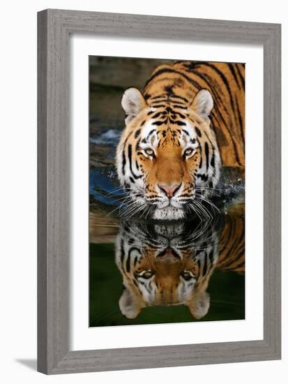 Tiger Reflection-Lantern Press-Framed Art Print