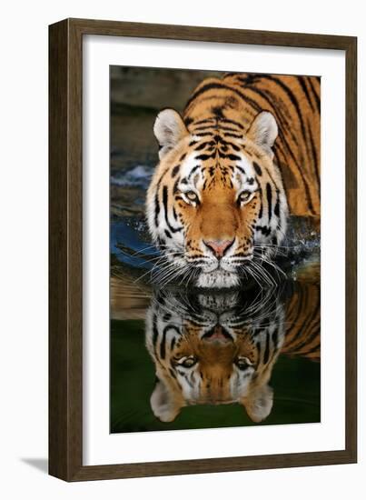 Tiger Reflection-Lantern Press-Framed Art Print