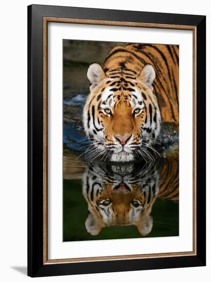 Tiger Reflection-Lantern Press-Framed Art Print