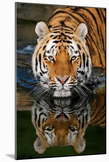 Tiger Reflection-Lantern Press-Mounted Art Print