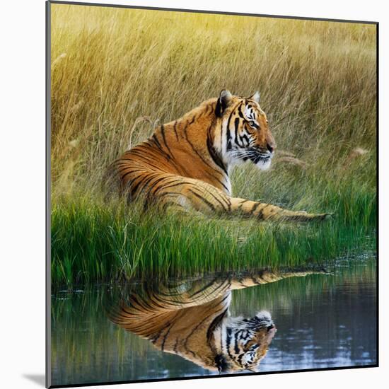 Tiger Relaxing on Grassy Bank with Reflection in Water-Svetlana Foote-Mounted Photographic Print