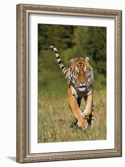 Tiger Run-Susann Parker-Framed Photographic Print