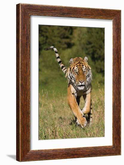 Tiger Run-Susann Parker-Framed Photographic Print