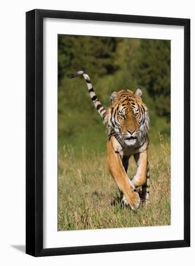 Tiger Run-Susann Parker-Framed Photographic Print