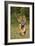 Tiger Run-Susann Parker-Framed Photographic Print