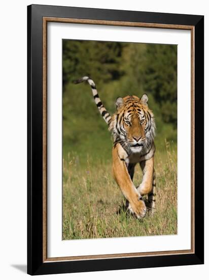 Tiger Run-Susann Parker-Framed Photographic Print