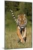 Tiger Run-Susann Parker-Mounted Photographic Print