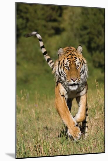 Tiger Run-Susann Parker-Mounted Photographic Print